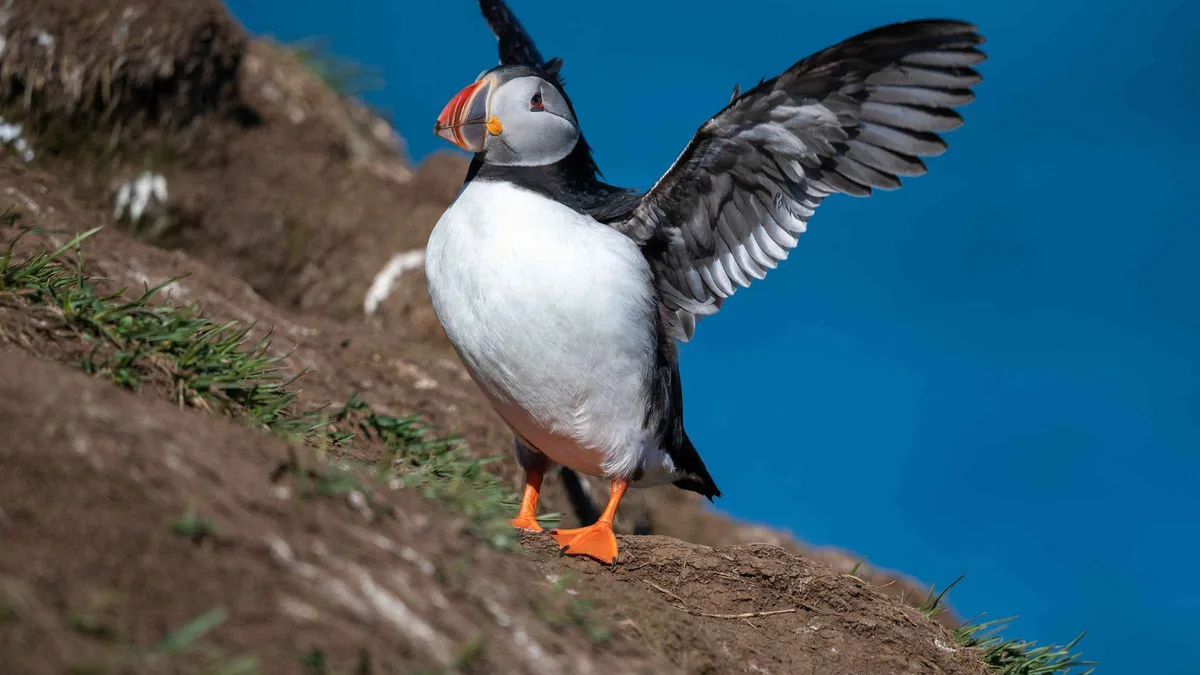Puffin Tour to Hafnarholmi From the Seydisfjordur Pier